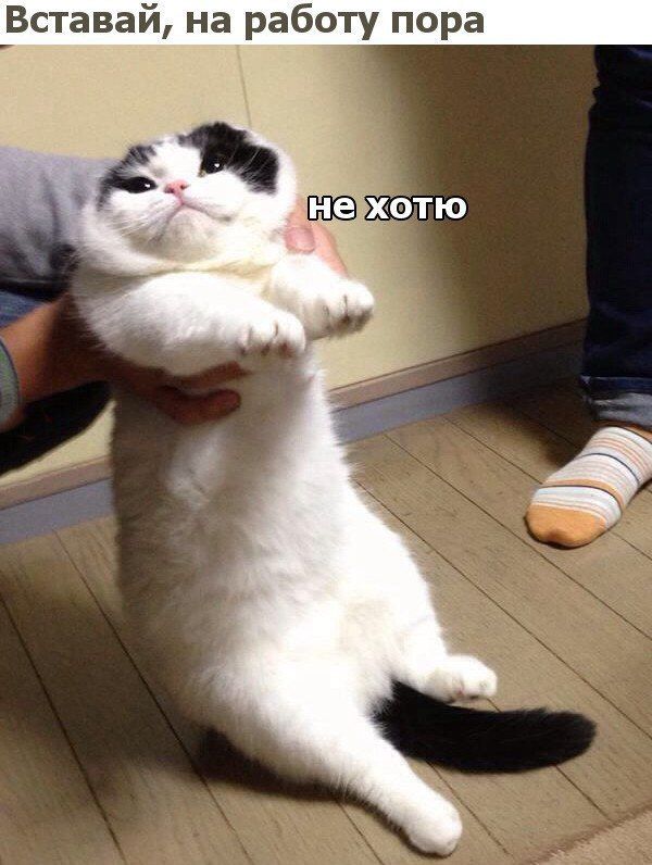 Prikolnye Kartinki Pro Rabotu