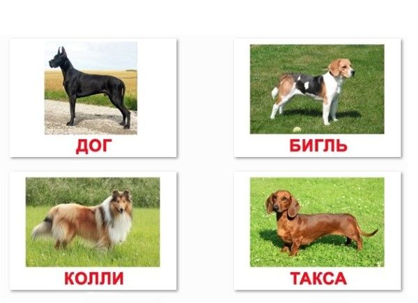 Виды Собак И Их Названия С Фото