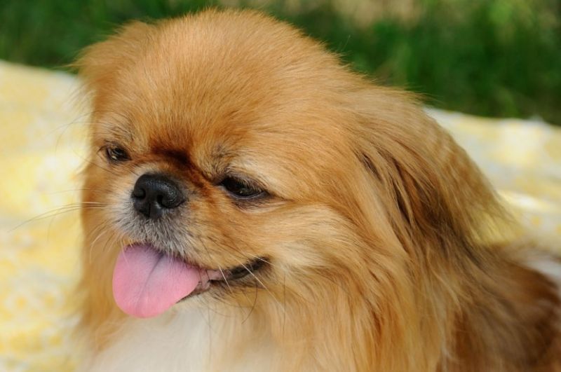 картинки собака пекинес